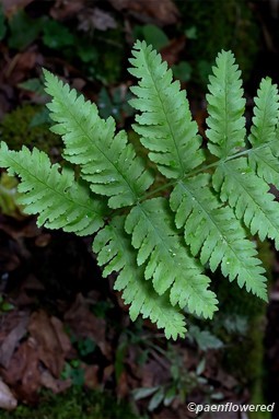 Young frond